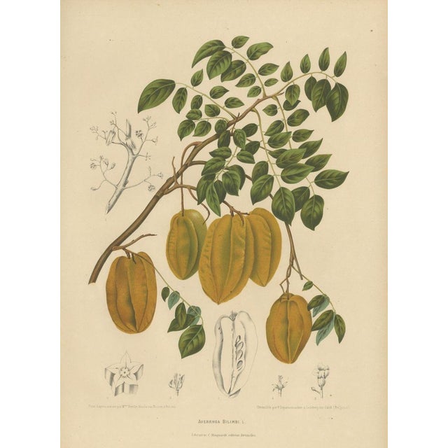 Sheep van Nooten, Star Fruit Botanical, 1880, Chromolithograph For Sale - Image 3 of 10