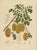 Sheep van Nooten, Star Fruit Botanical, 1880, Chromolithograph For Sale - Image 3 of 10