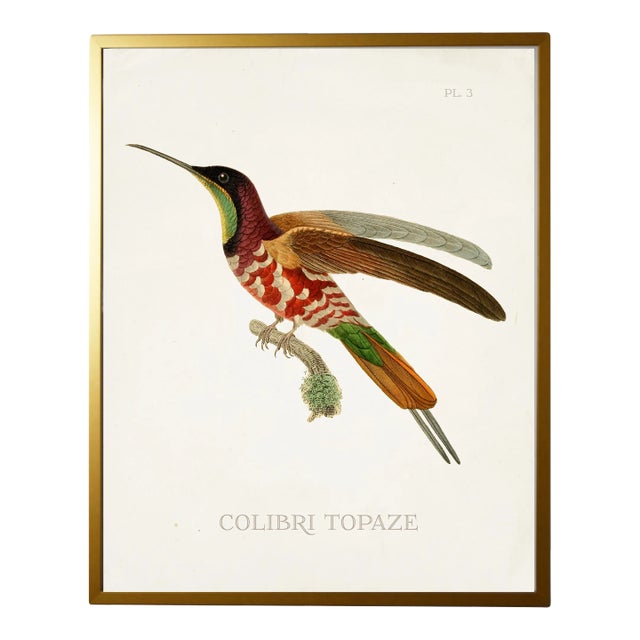 Framed Hummingbird Reproduction Print Plate 3 in a Gold Shadowbox For Sale