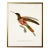 Framed Hummingbird Reproduction Print Plate 3 in a Gold Shadowbox For Sale