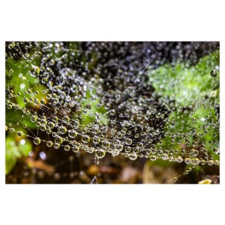 Sam Thomas, Droplets, 2014, Pigment Print For Sale