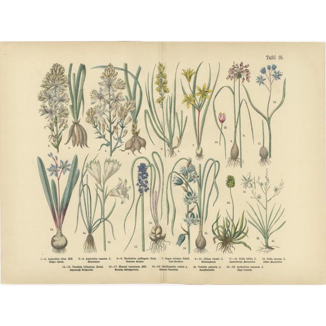 Bulb Flowers, 1885, Paper, Set of 2 For Sale - Image 3 of 9