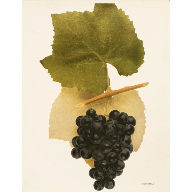 1900s U. P. Hedrick, Original Antique Photogravure of Merrimac Grapes For Sale In Dallas - Image 6 of 6