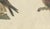 19th Century Bertuch, Falcons and Hawks Including the Peregrine, 1805, Print For Sale - Image 5 of 12
