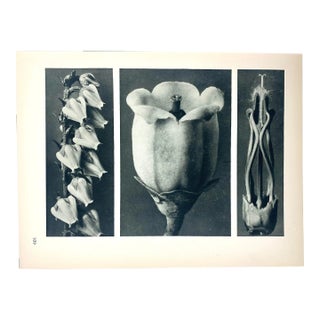 Antique Botanical Blossfeldt Print - No. 109 For Sale
