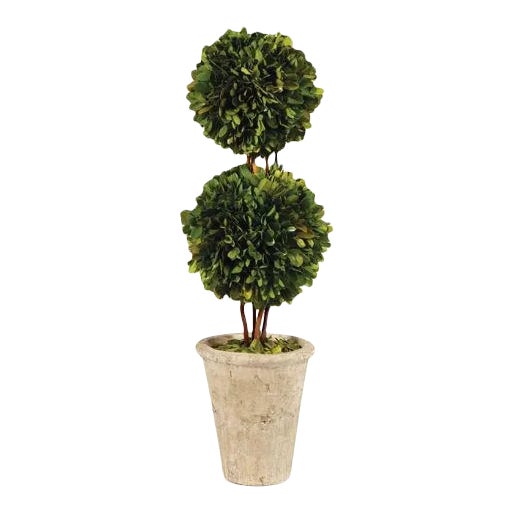 Boxwood Double Ball Topiary For Sale