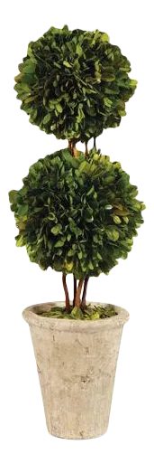 Boxwood Double Ball Topiary