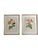Pierre Joseph Redoute, Botanical Prints, 1929, Glass, Framed, Set of 2, in Very Good conditions. Designed 1920 to 1949