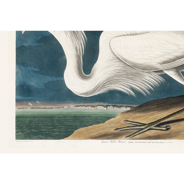 Paper Great White Heron, Vintage Art Print Reproduction From Birds of America by John James Audubon, 36″ × 24" For Sale - Image 7 of 8