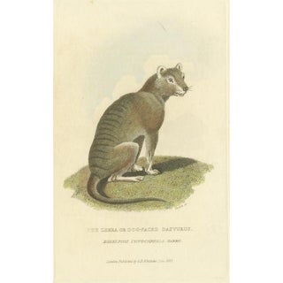After Charles Hamilton Smith, Tasmanian Tiger or Tasmanian Wolf, Hand Colored Print For Sale