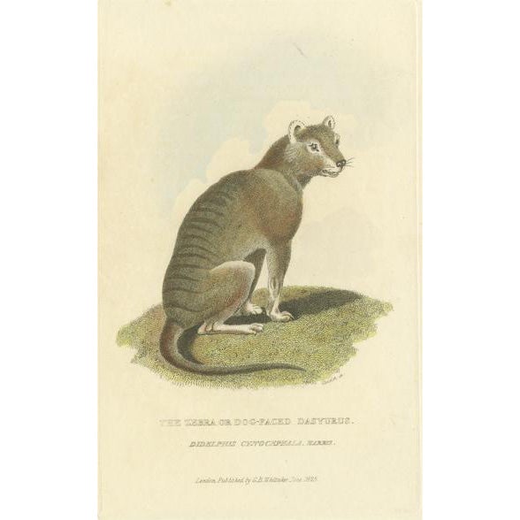 After Charles Hamilton Smith, Tasmanian Tiger or Tasmanian Wolf, Hand Colored Print For Sale