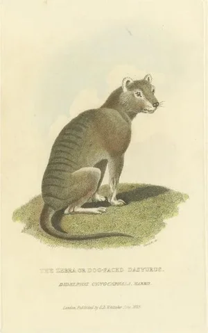 After Charles Hamilton Smith, Tasmanian Tiger or Tasmanian Wolf, Hand Colored Print