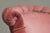 Wood Late 19th Century Lounge Chair in Pink Velvet For Sale - Image 7 of 13
