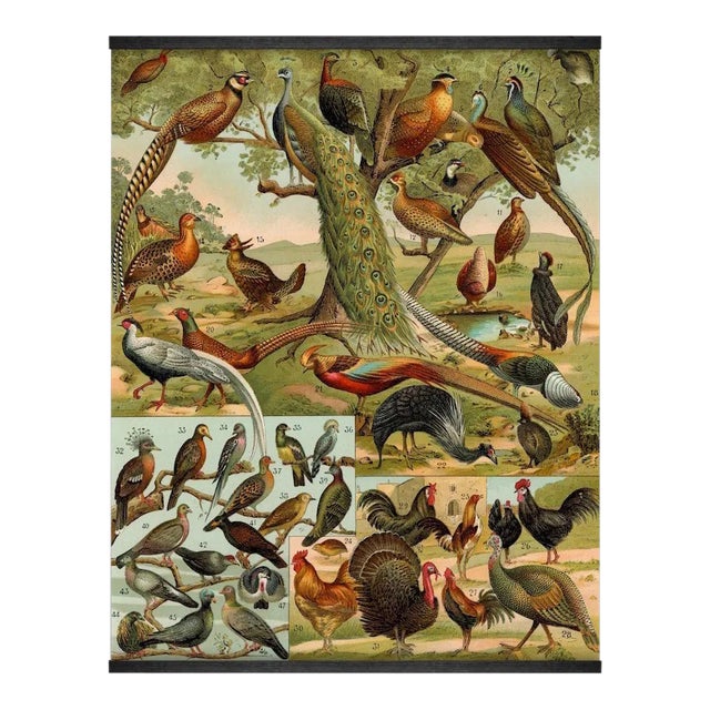 Reproduction of an Antique 'World Birds' Wall Hanging For Sale
