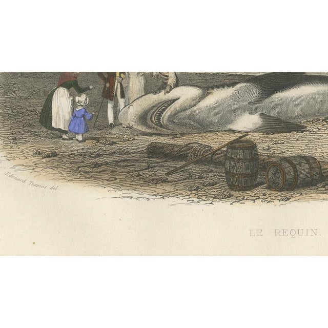 After Édouard Traviès, Le Requin (Shark), 1840, Hand-Colored Engraving For Sale - Image 9 of 10
