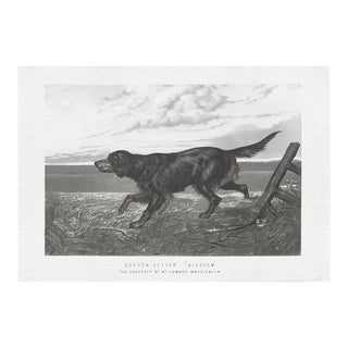 Cassell Dogs; Gordon Setter, Unframed Artwork For Sale