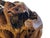 Wood Amorphic Handcrafted Root Wood Wine Rack For Sale - Image 7 of 9