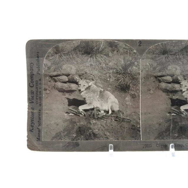 Rustic Coyote in Trap - 1900s Keystone Stereo Photograph For Sale - Image 3 of 4