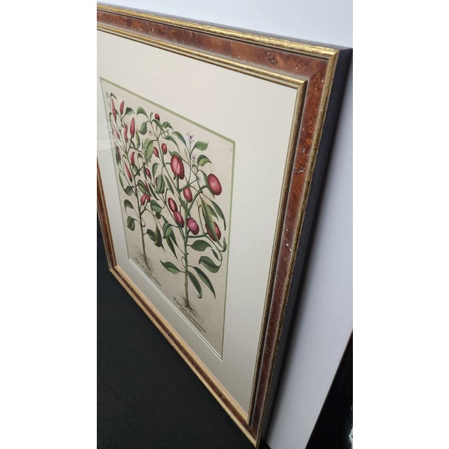 Pair on Original Besler Peppers From 1713 Framed in Burl For Sale In Atlanta - Image 6 of 12