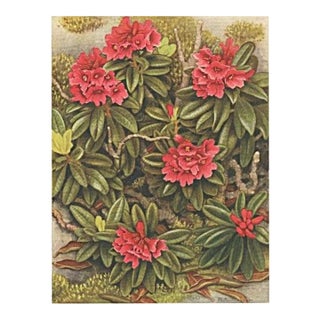 1945 Botanical Watercolor Lithograph-Rhododendron For Sale