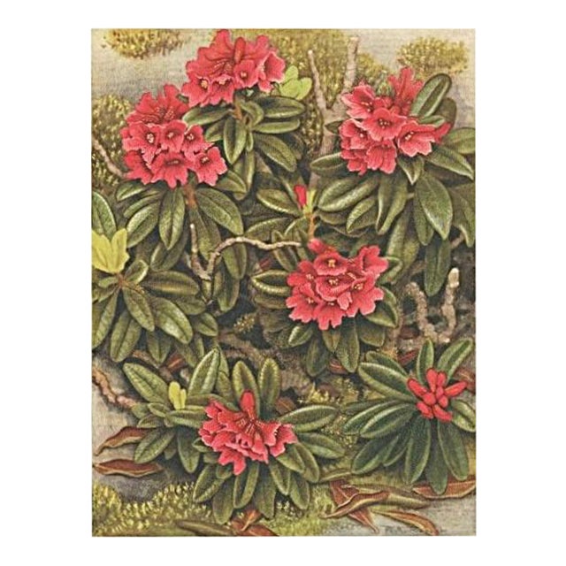 1945 Botanical Watercolor Lithograph-Rhododendron For Sale