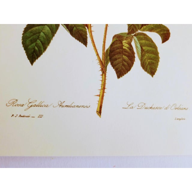 Pierre Joseph Redouté L Duchesse D Orleans Rose Floral Print