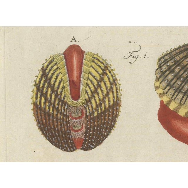 Bertuch, Shipworm and Sea Pen, 1800, Engraving For Sale - Image 4 of 10