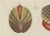 Bertuch, Shipworm and Sea Pen, 1800, Engraving For Sale - Image 4 of 10