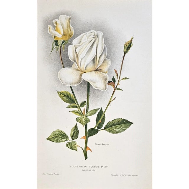 This is a RARE SET of 2 c1910 French antique botanical chromolithographs that we recently purchased from a French...