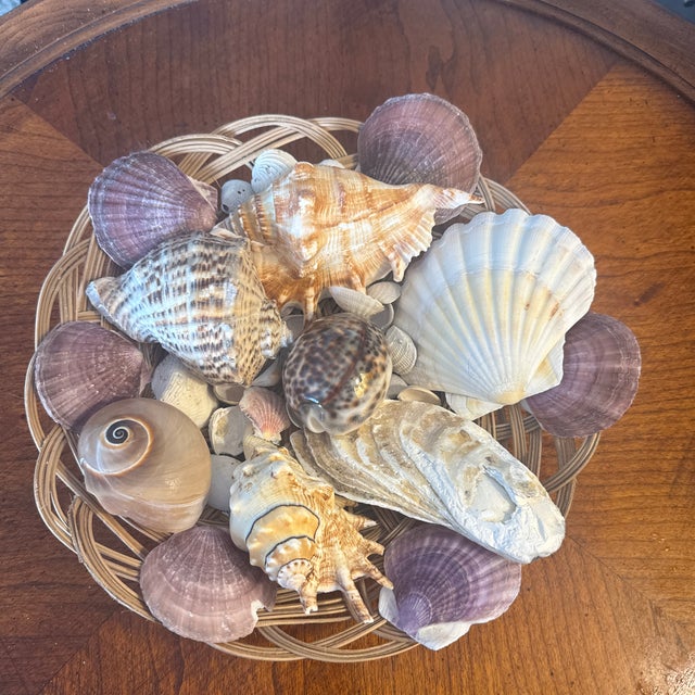 Grand Tour Curated Grand Tour-Style Specimen Seashell Collection in Woven Basket For Sale - Image 3 of 4