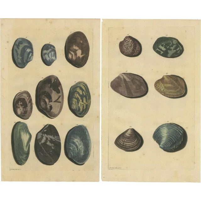 François Valentyn, Sea Shells and Molluscs, 1726, Paper, Set of 2 For Sale