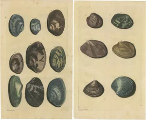François Valentyn, Sea Shells and Molluscs, 1726, Paper, Set of 2