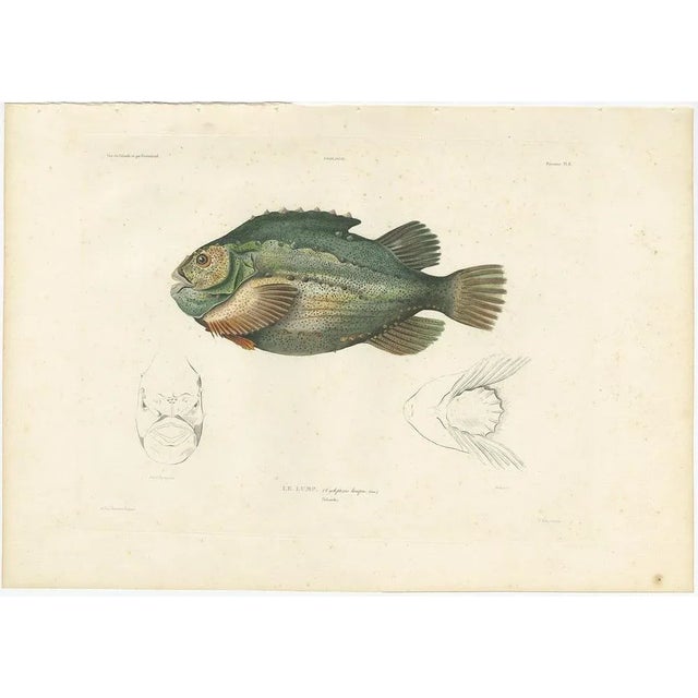 This striking hand-colored lithograph features Le Lump (Cyclopterus lumpus), commonly known as the Lumpsucker or Lumpfish,...
