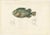 This striking hand-colored lithograph features Le Lump (Cyclopterus lumpus), commonly known as the Lumpsucker or Lumpfish,...