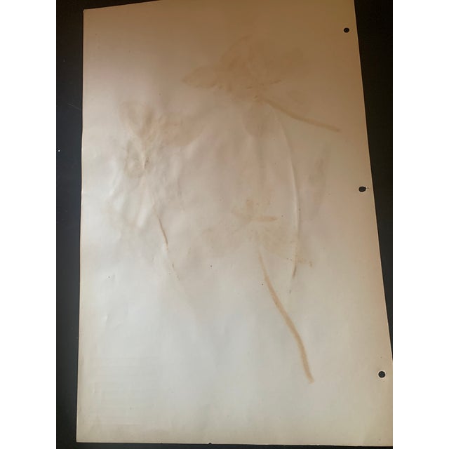 Early 20th Century Authentic Vintage Lower Specimen For Sale - Image 5 of 5