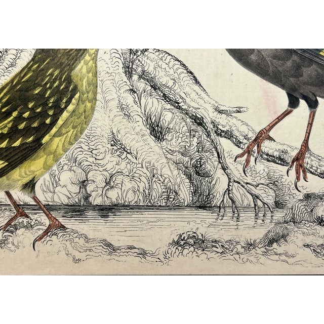 Antique Hand Colored Bird Print From England Showcasing a Pair of Horsfield’s Eurylaimes - Circa 1870 For Sale In Dallas - Image 6 of 12