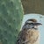 Early 21st Century Cactus Wren by Terra Novak | Oil on wood Bird perched on a cactus under a full moon. For Sale - Image 5 of 5