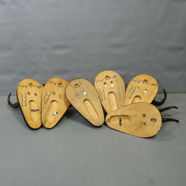 Wood Set of Six Vintage Chamois Trophies on Wooden Plaques, Germany Ca. 1980s For Sale - Image 7 of 7