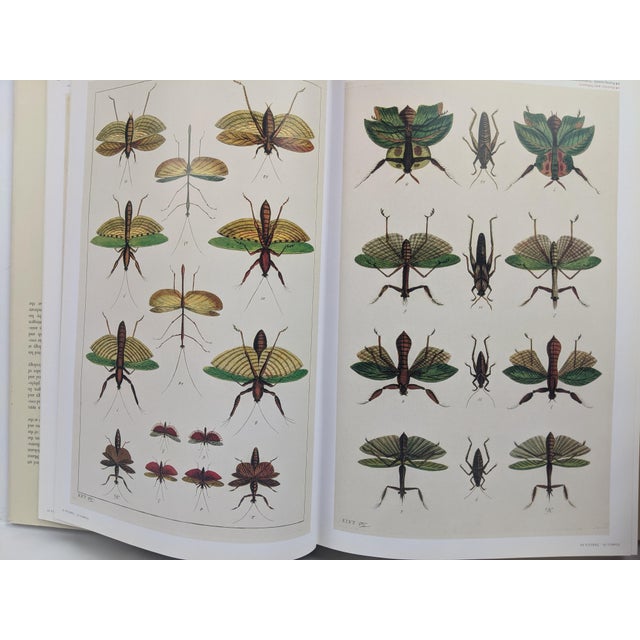 White Albertus Seba's Cabinet of Natural Curiosities – Taschen Red & White Illustrated Book For Sale - Image 8 of 12