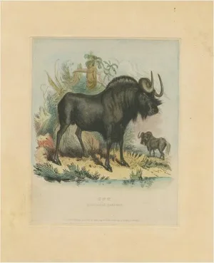 Barrow and Landseer, Animal Illustration of a Gnu or Wildebeest, Print