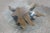 Contemporary Organic Modern Star Teak Root Coffee Table For Sale - Image 3 of 10