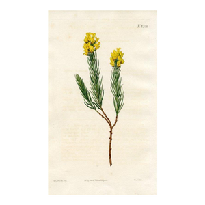 1822, Honeybush Botanical Print, Curtis's Botanical Magazine, Original Antique Botanical Print, Engraving, England