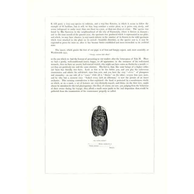1970s Large 1973 Orchid Flower Lithograph "Oncidium Cavendishianum (The Duke of Devonshire's Oncidium)" After James Bateman For Sale - Image 5 of 7