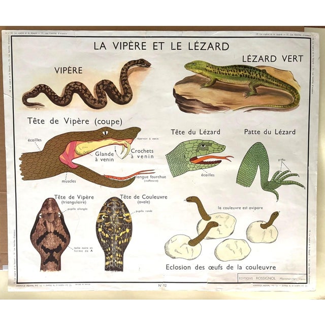 Rossignol 1960s Two-Sided French School Science Poster - Reptiles & Birds, 34x29 For Sale - Image 4 of 11