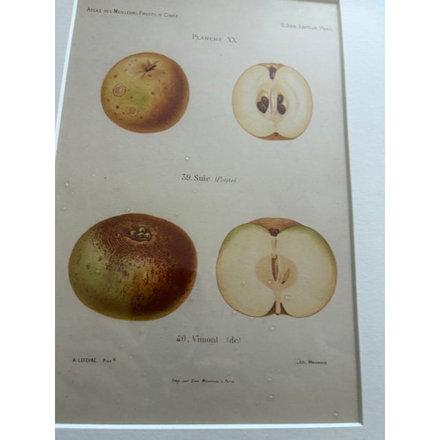 Illustration Series of 4 19th C Hand Colored Engravings of Apples For Sale - Image 3 of 17