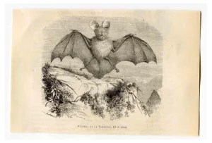 Paul Gervais, Egyptian Slit-Faced Bat, Lithograph, 1854