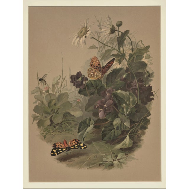 C1880 French Botanical Chromolithograph, Matted For Sale - Image 4 of 4