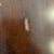 Attributed Stanley Furniture End Table For Sale - Image 11 of 11