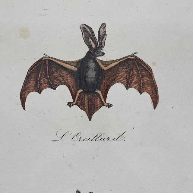 French Antique 18th Century "La Chauve" Bat Engraving Hand Colored Artwork For Sale - Image 4 of 6
