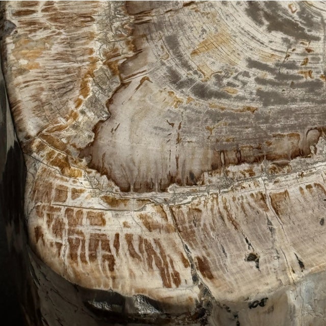 Beige Large Side Table in White and Grey Petrified Wood For Sale - Image 8 of 18